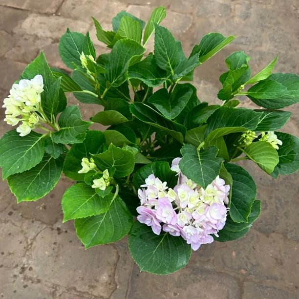 150杯【弗洛粉】绣球带花室外可种植