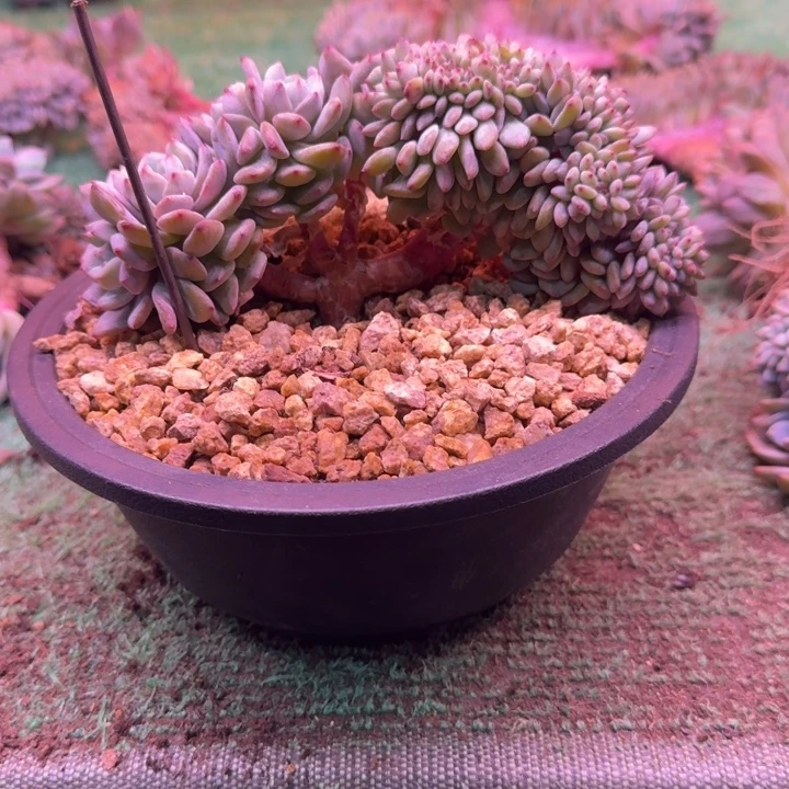 星影树缀无砍多肉