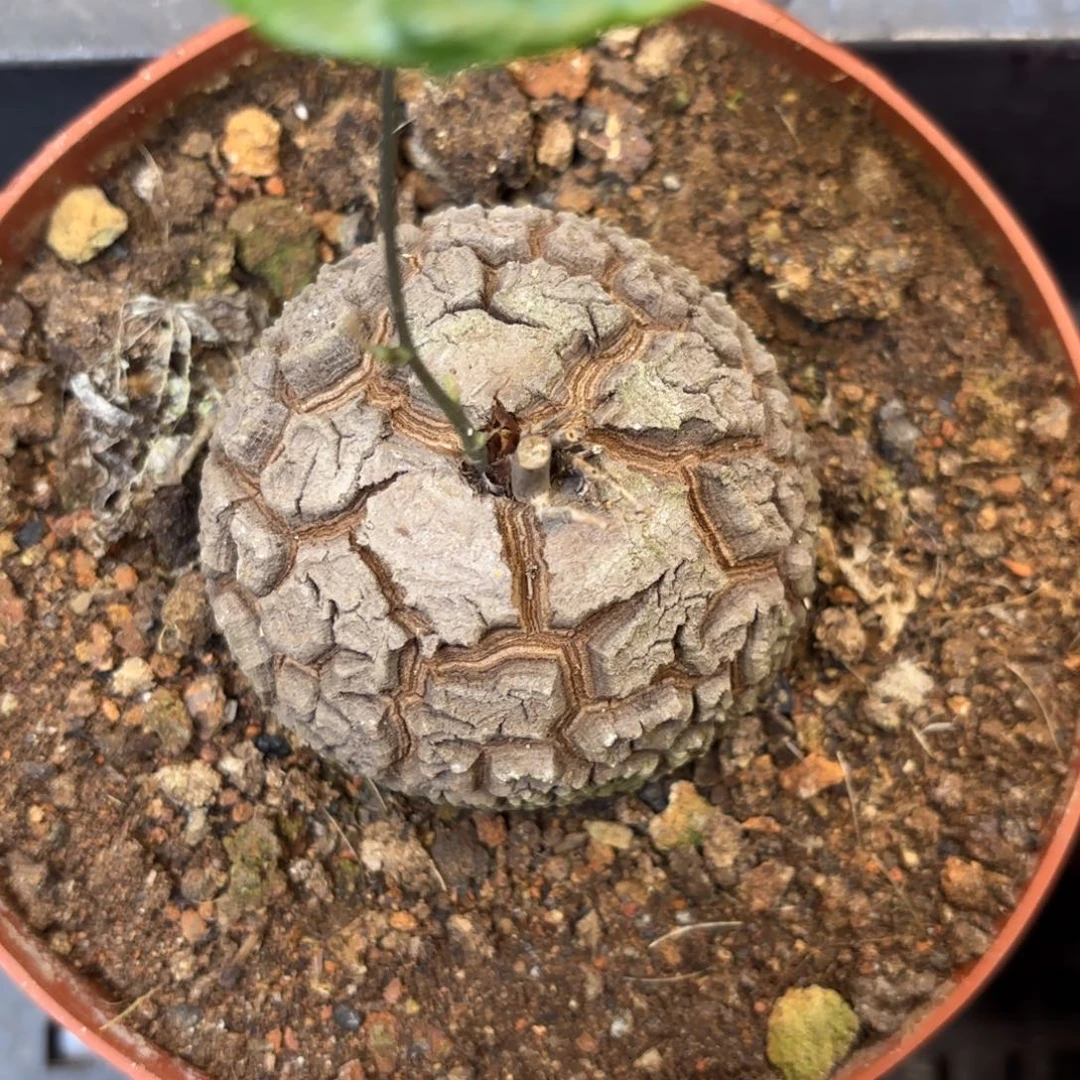 62号龟甲龙带盆包邮不退不换