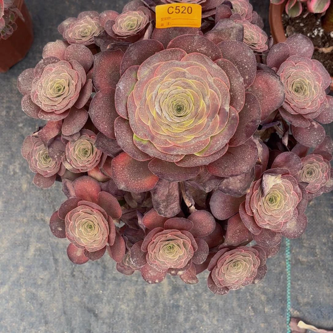 无花朵520发货美金玫瑰法师多肉植物