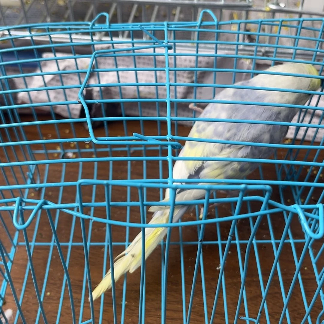 虎皮鹦鹉金彩鹦鹉