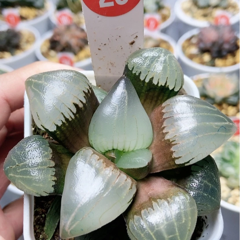 【闪购商品】糯阿23
