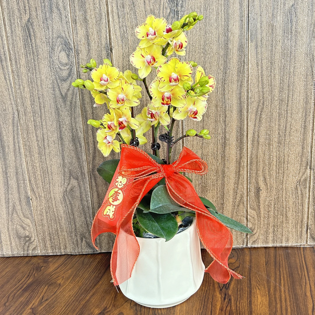 金凤凰 经典年宵花进口蝴蝶兰卧室观赏花卉 真花观赏2