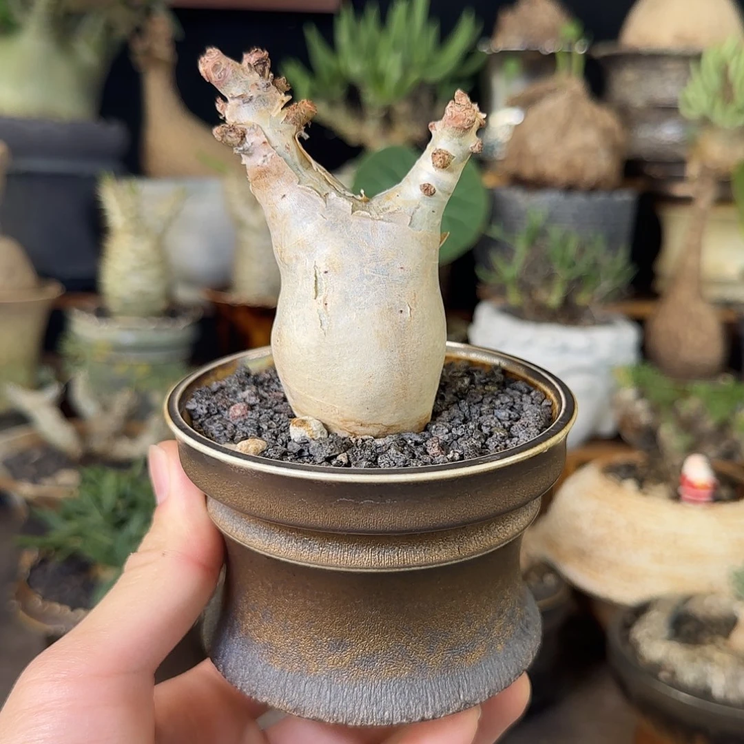 一物一索马里碎叶葡萄翁1680