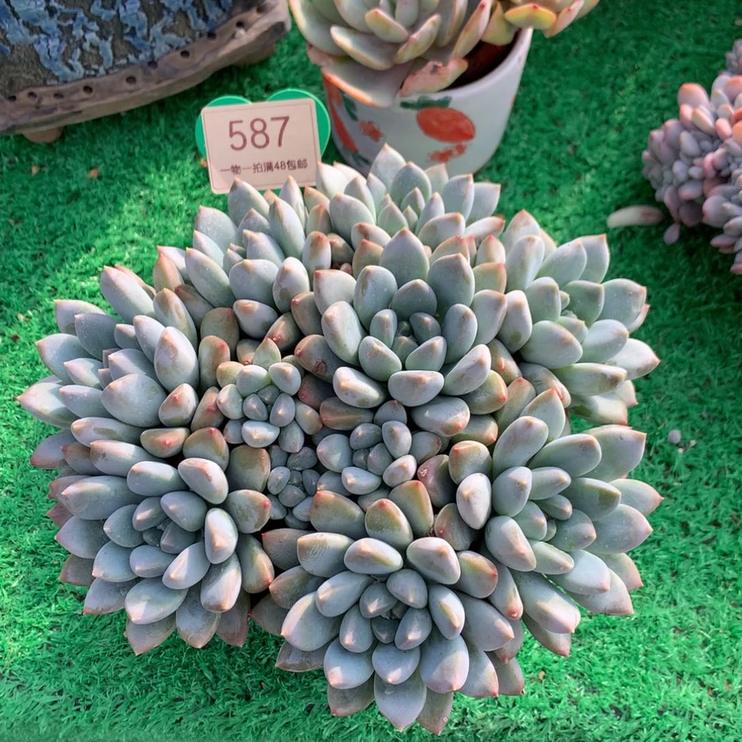 宽叶奶糖无砍平头587