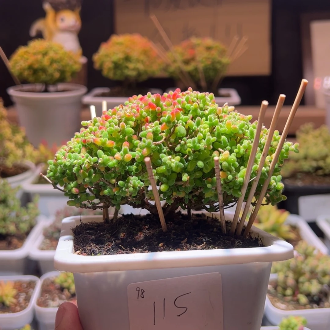 115蜜橘一物一拍包开箱