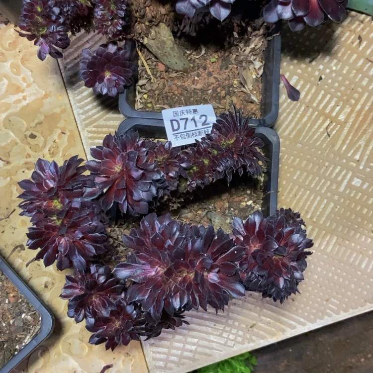 【闪购商品】周****室712两颗多肉