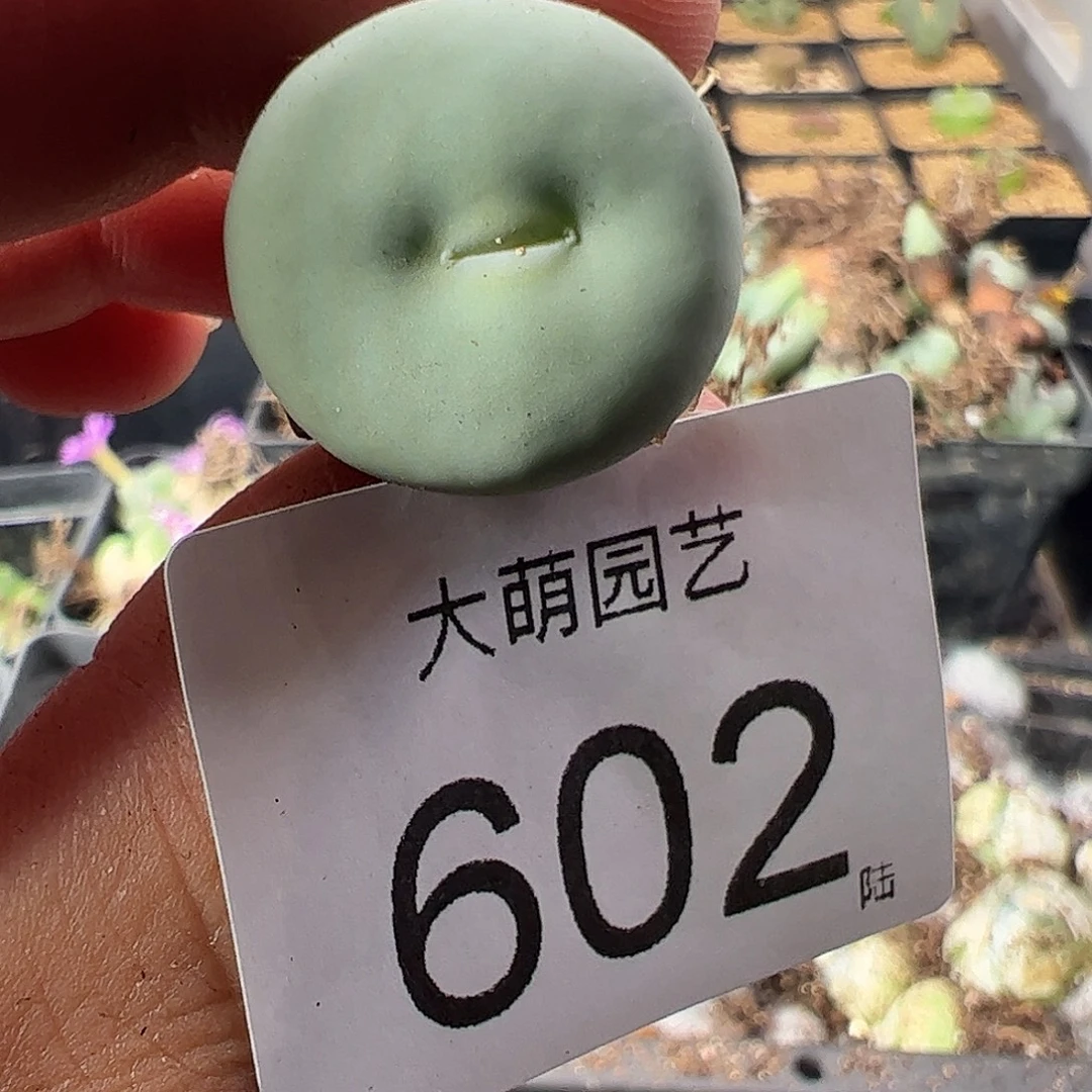 一物一拍。      602