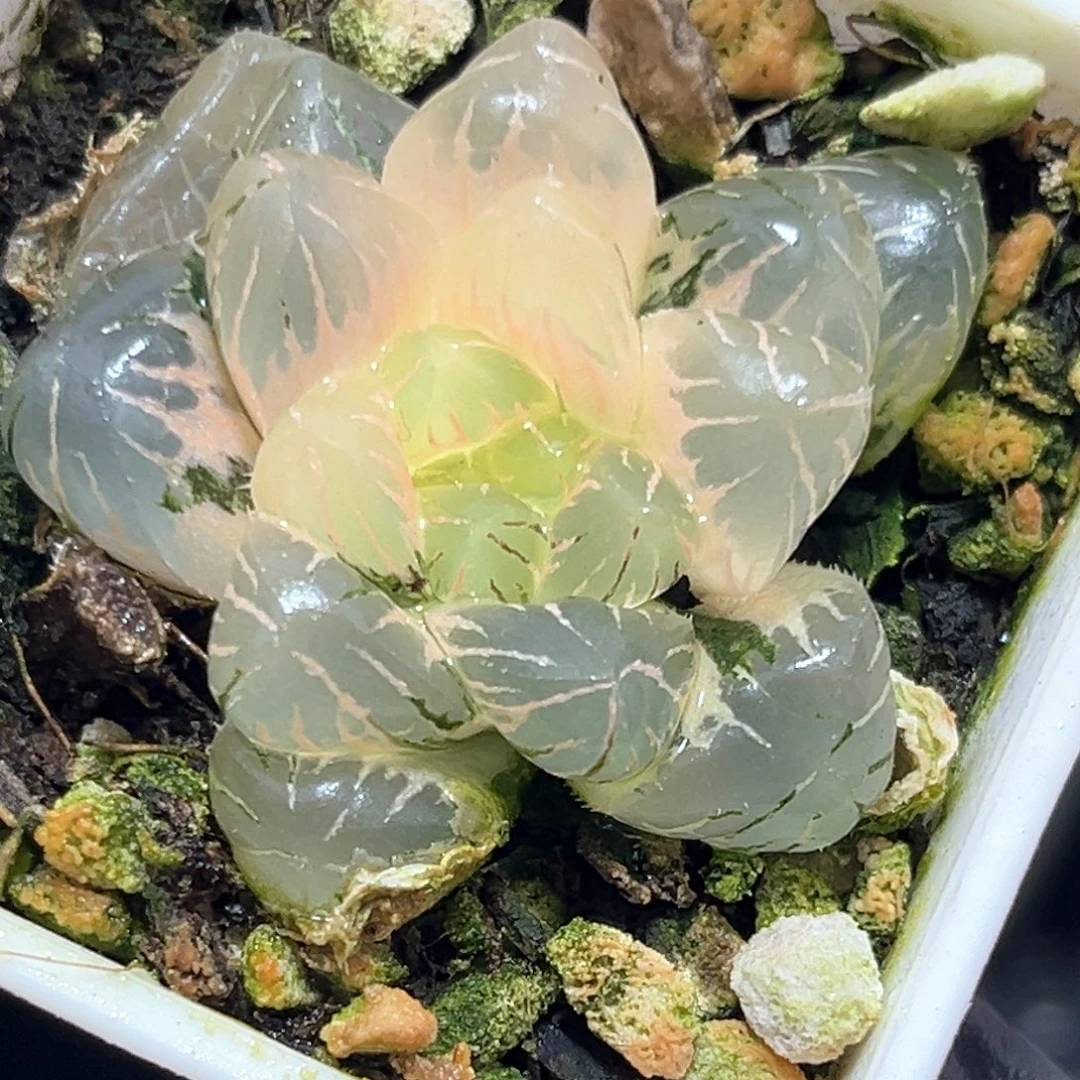 恭喜发财大吉大利4287