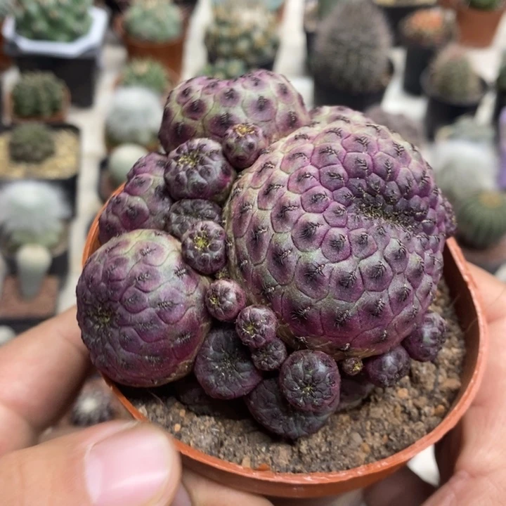 紫丽丸群特价福利