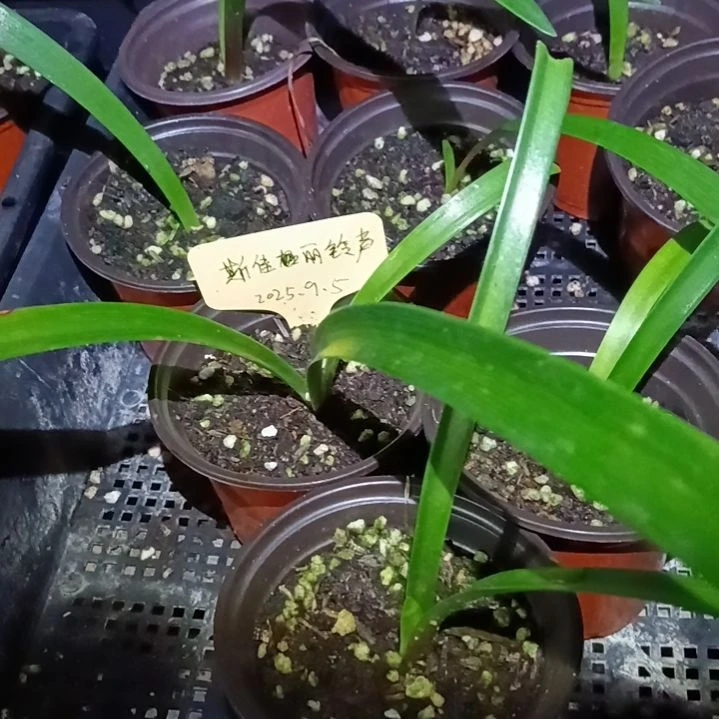 无花朵斯嘉丽1+发一个