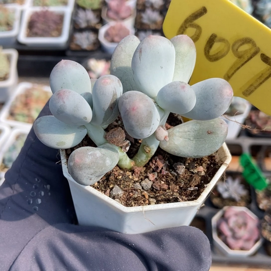 6097米可奶多肉植物保护