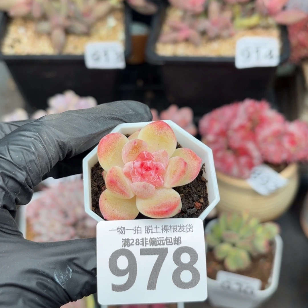 碧焰单头无盆土发货