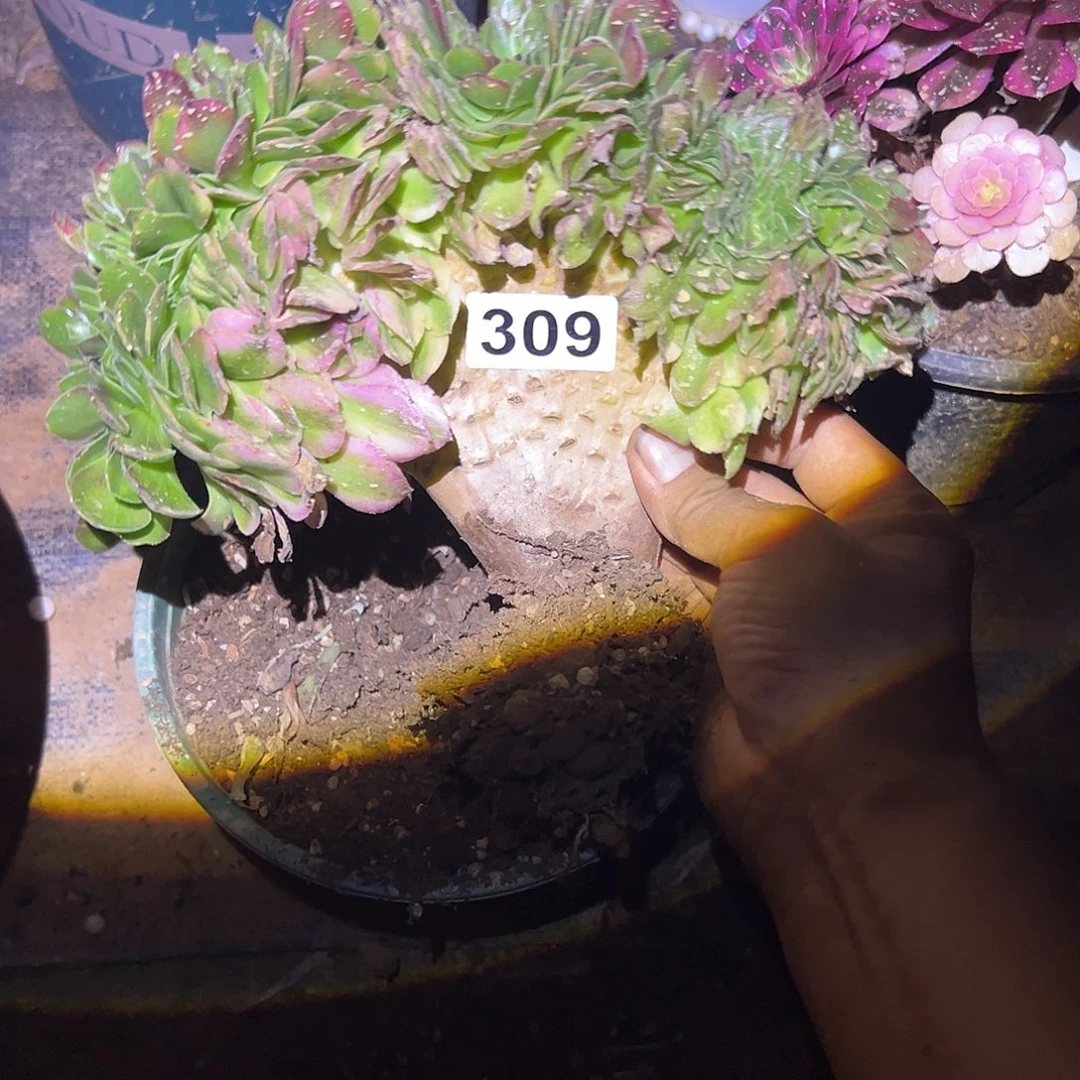小***九精品多肉植物309荔枝缀