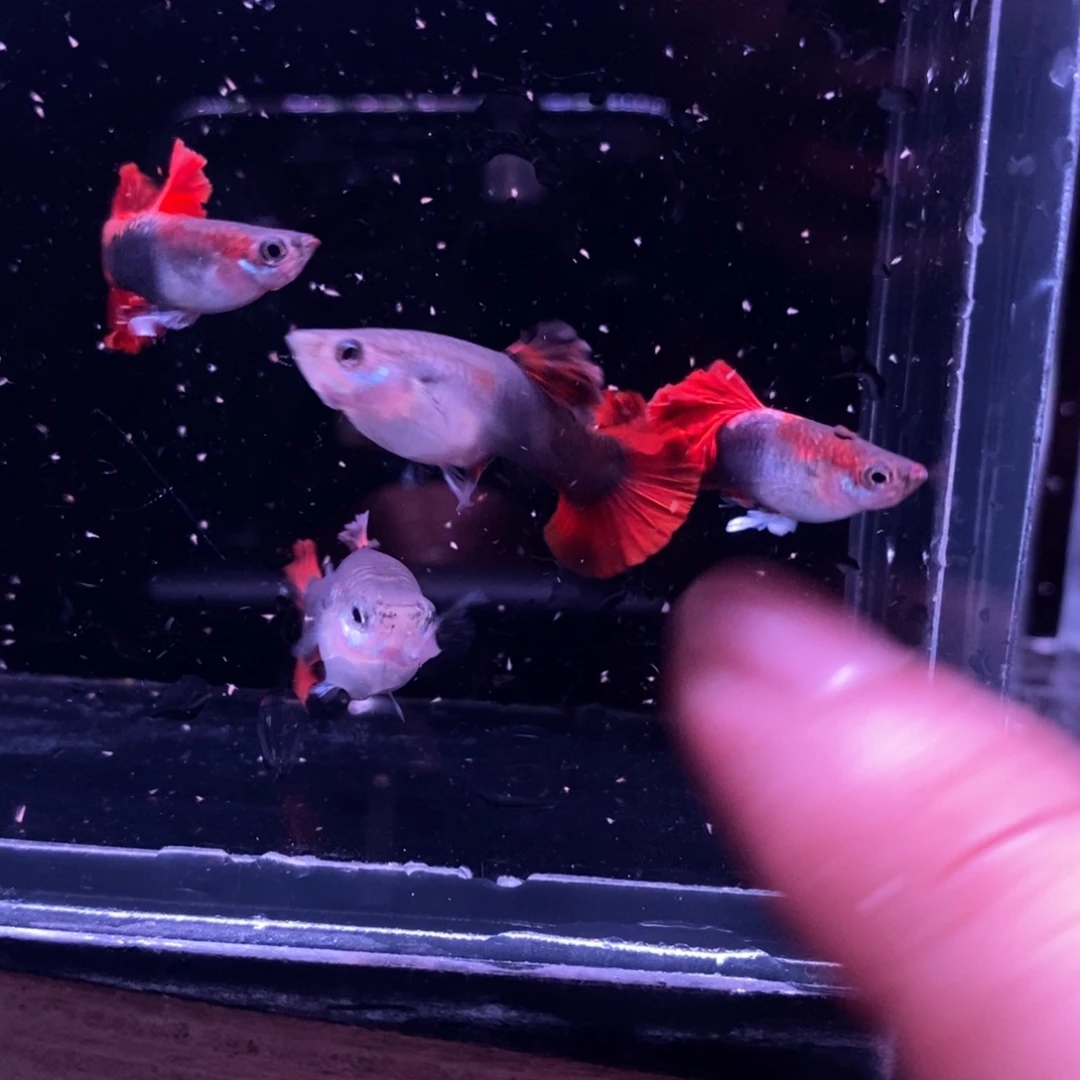 孔雀鱼菊花帆压成两对
