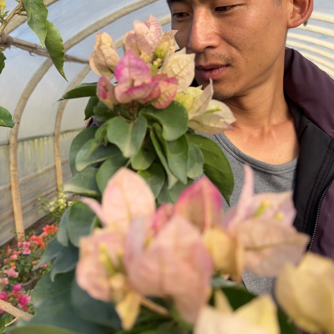 全部花苞（皇后）三角梅会落花落叶会光杆苗有大有小
