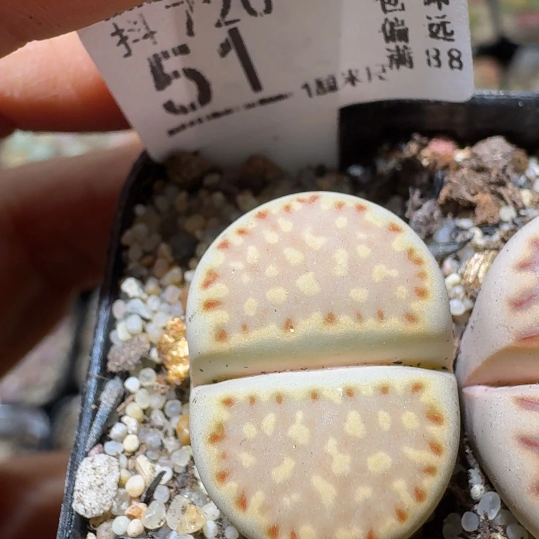 Sss清仓大放送51一颗