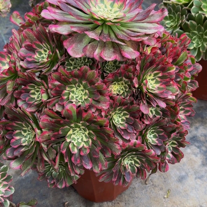 0000000089绿体铜壶