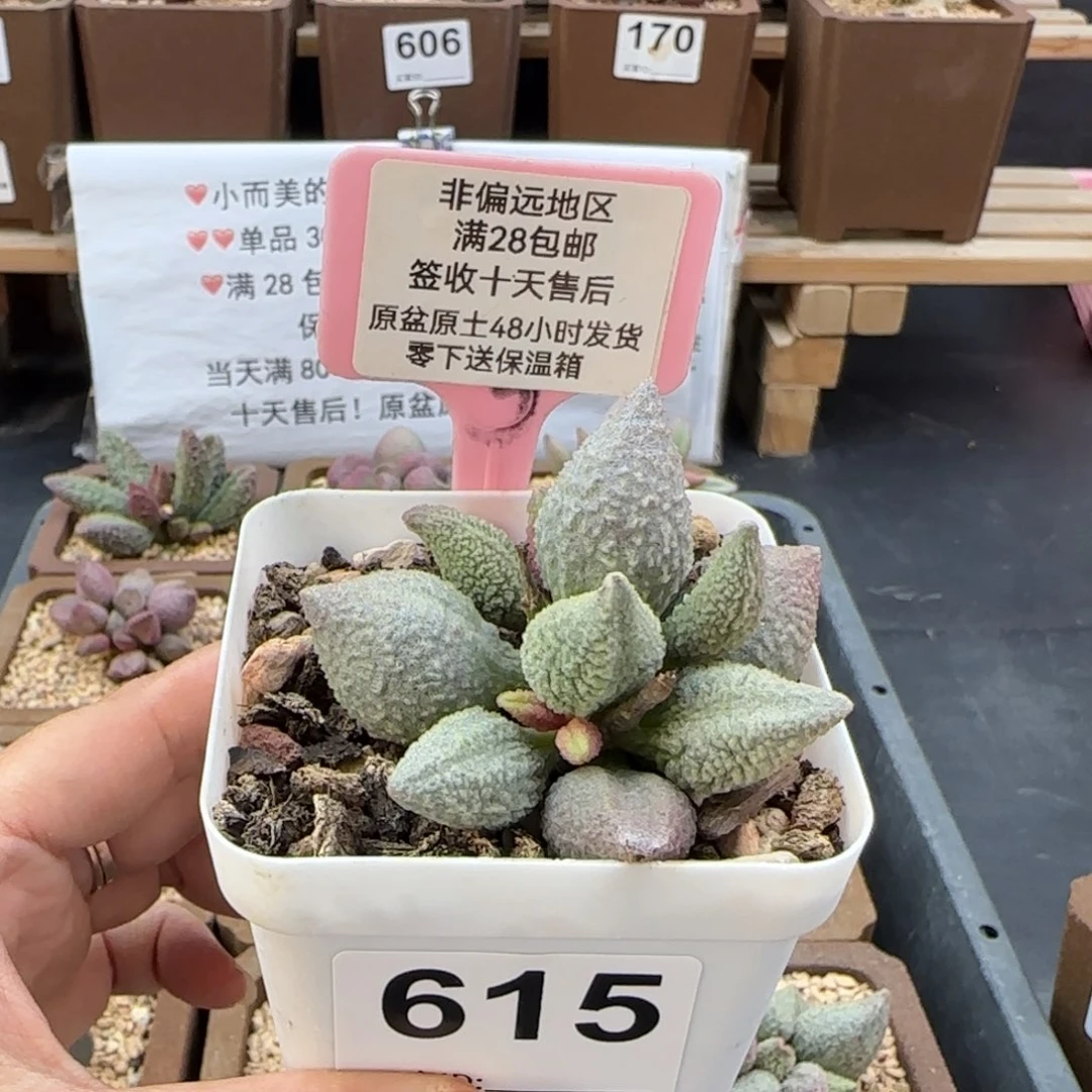 615红粉哈莫杂多肉植物