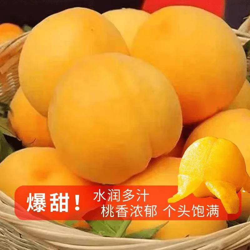 【中通快递】正宗黄桃新鲜水果应季黄油桃黄金凤大桃子新鲜脆甜湖北