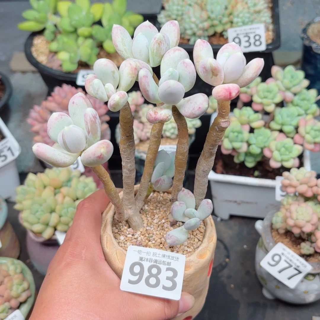 稻田姬无盆土发货