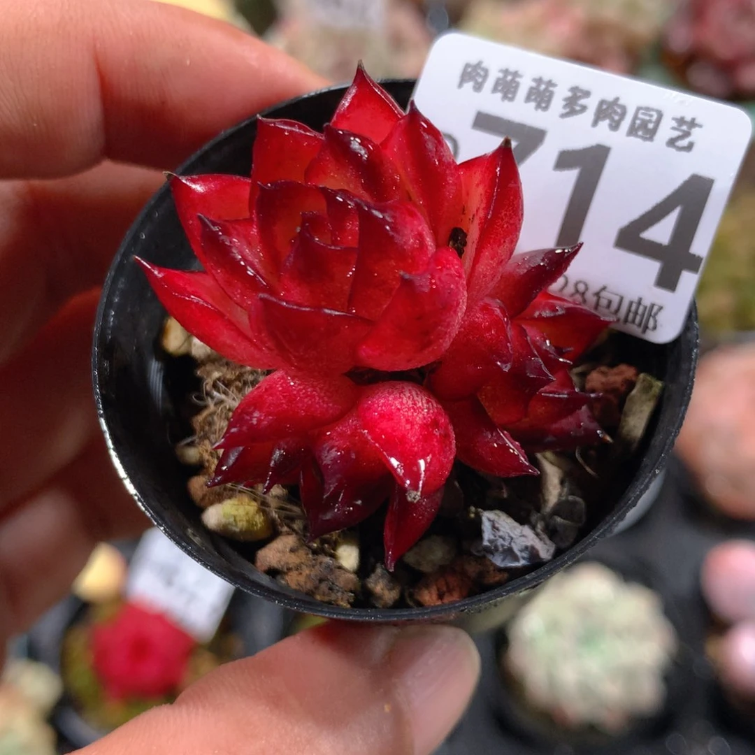 5CM拇指盆精控多肉ZD714