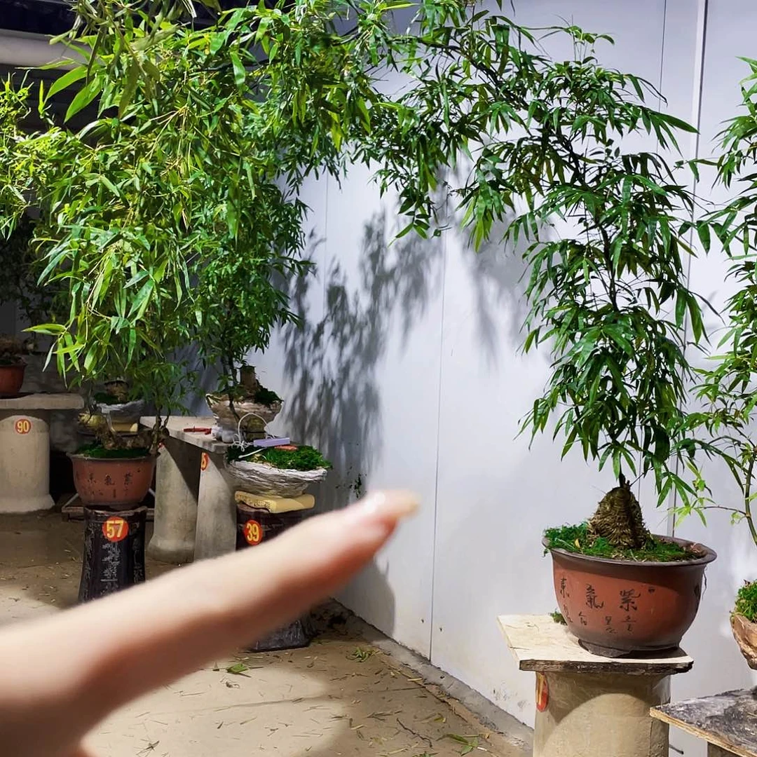无花朵✌小叶簕竹熟桩陶瓷盆一物一拍