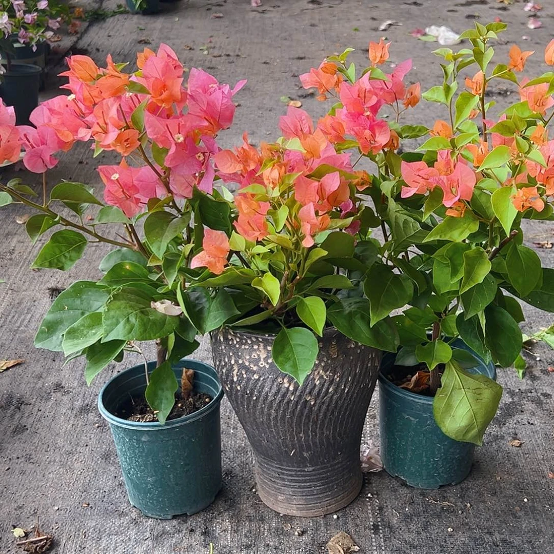 当前无花栽培后可以开花波妹掌中宝一颗