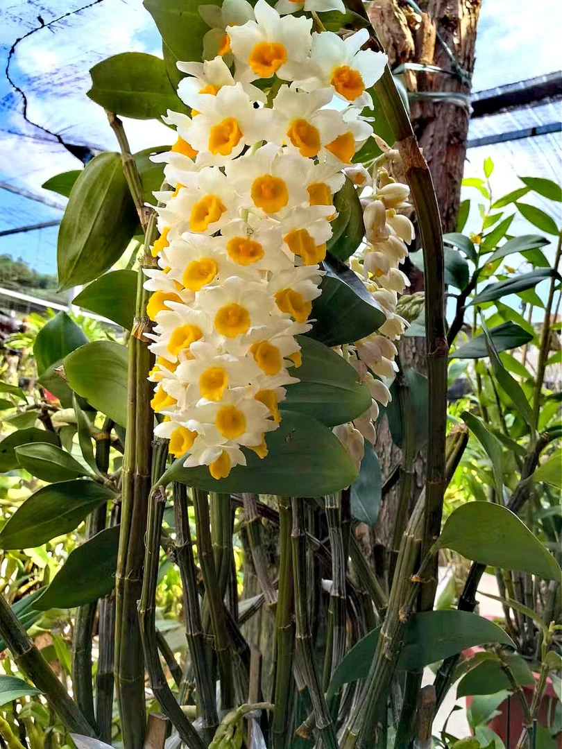 云南球花石斛兰（可花盆树桩种植成活 开花大朵 清香可观赏可食用）