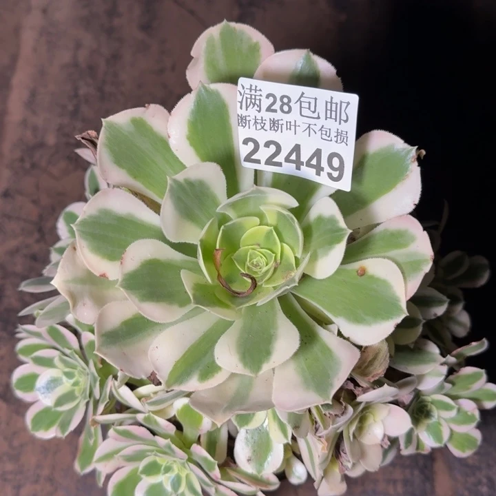 22449白凤多肉植物