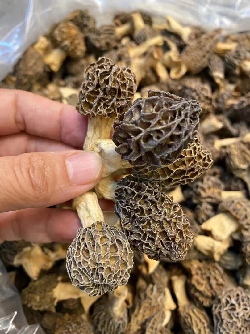 现收山货 头茬羊肚菌 全剪柄鲜香浓郁