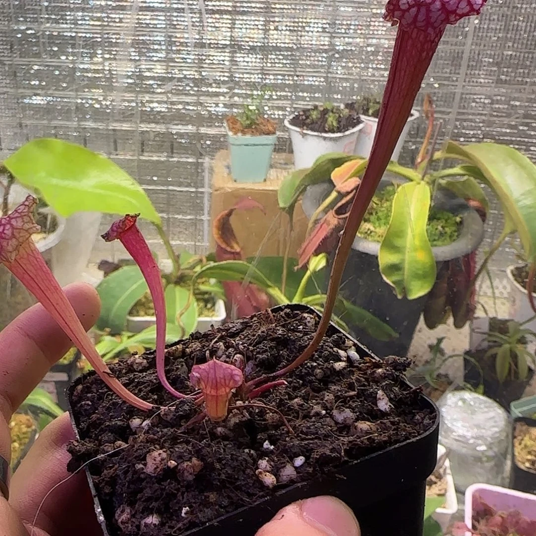 无花朵专拍粉东西