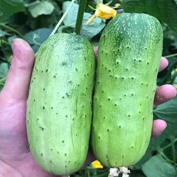 黄瓜本地新鲜采摘农家肥种植