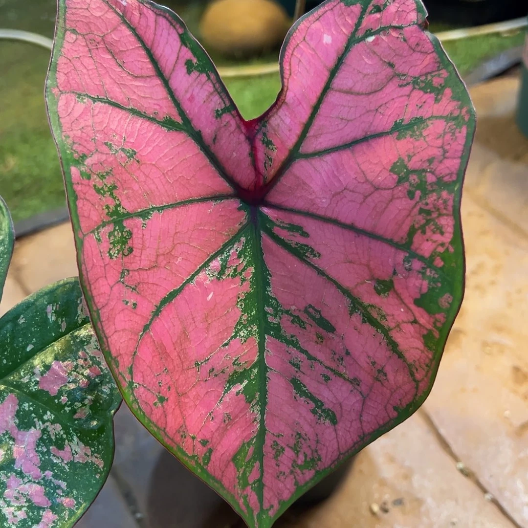 无花朵粉花脸泰彩40