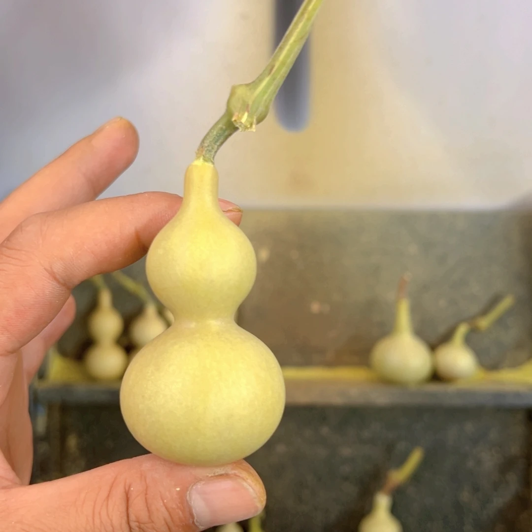 那***所天津嘴儿葫芦葫芦