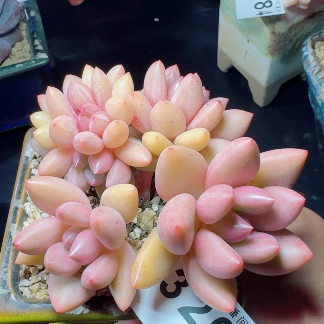 桃花源树桩      愿你一路坦途，乘风破浪展宏图