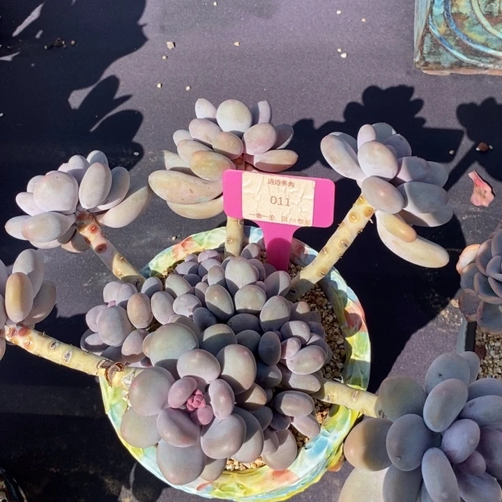 011大叶奶肉肉肉肉肉肉