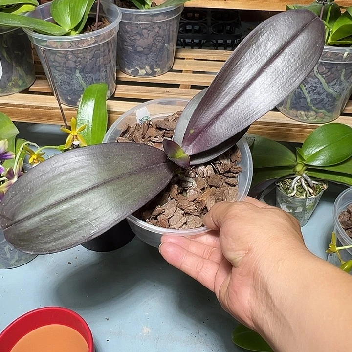 大部分开放少量花苞