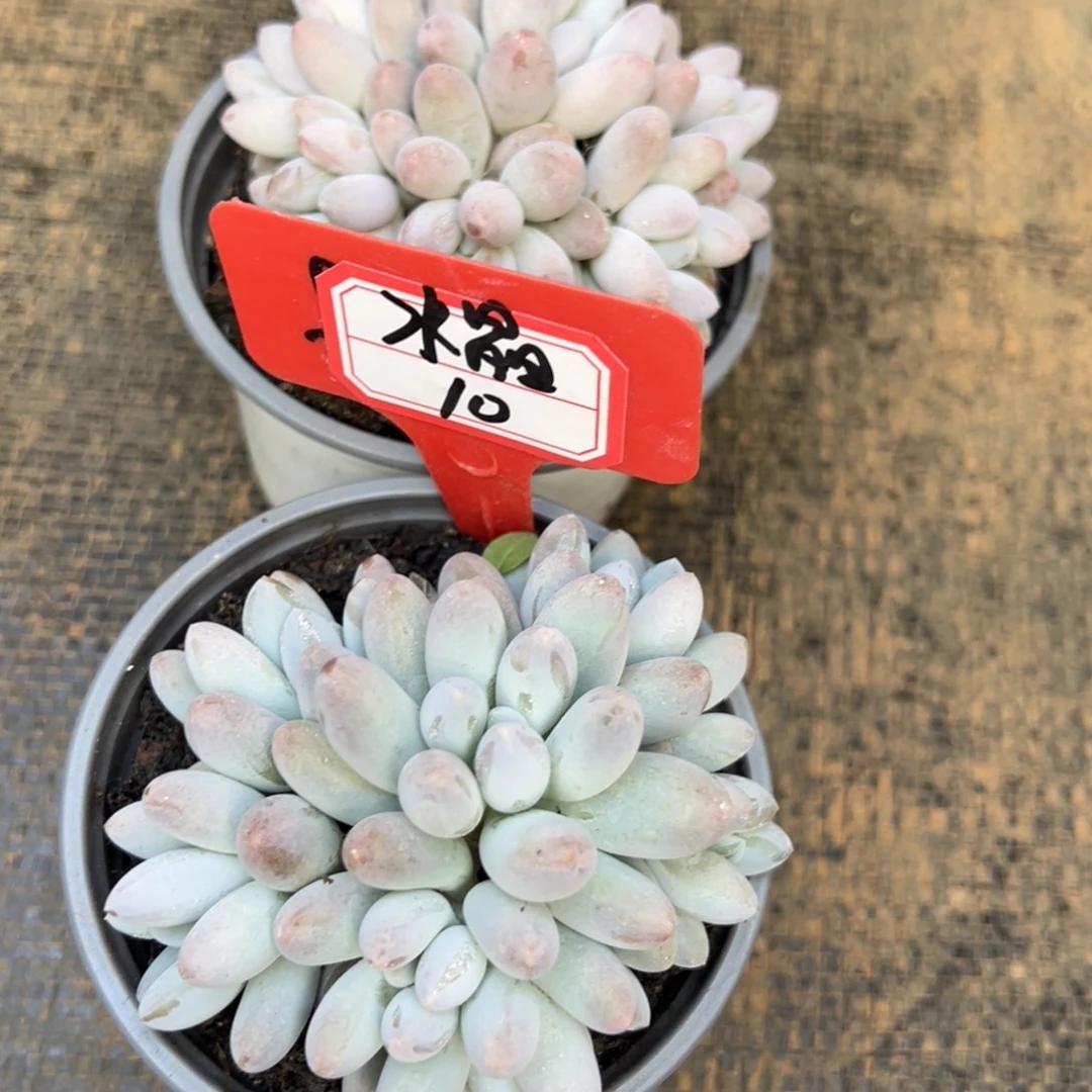 水***晶我是花卉专用车小心被