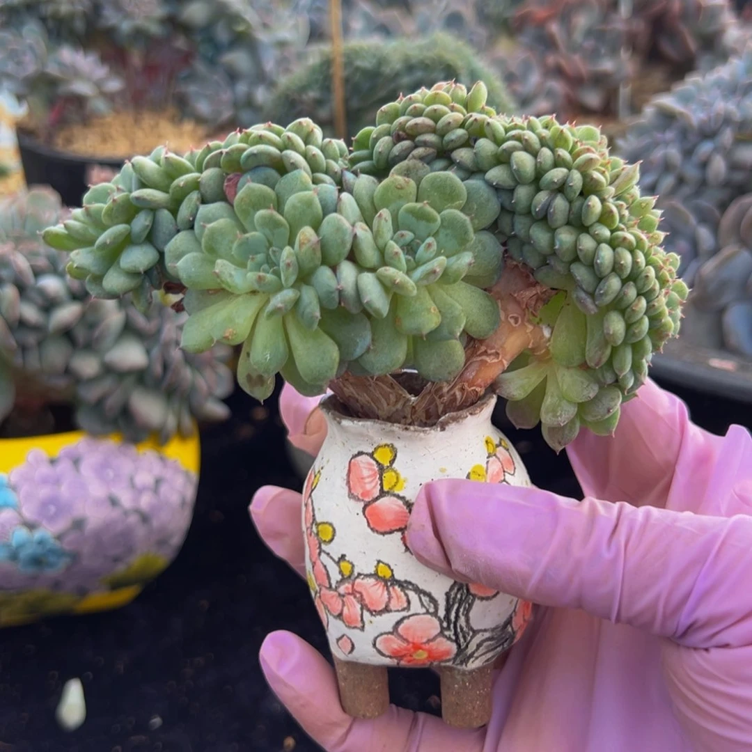 新年快乐 新年快乐 新年快乐