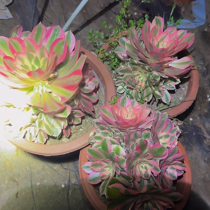 粉女巫3颗，亏本福利36