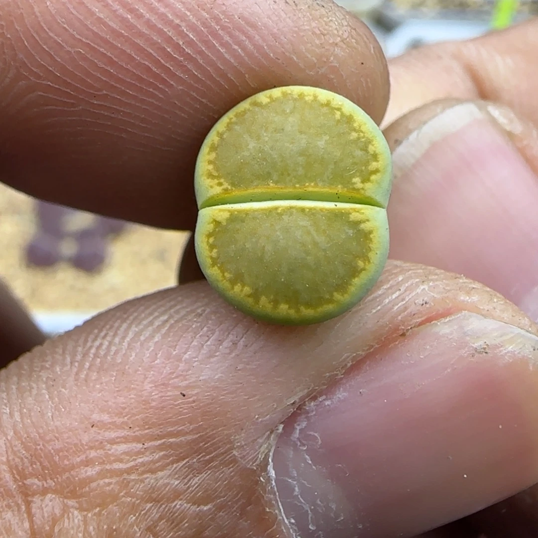 682 生石花大棚直播