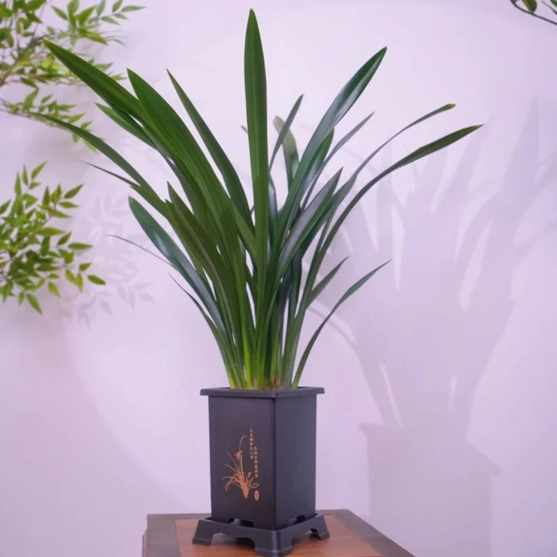 墨兰6-8苗  室内盆栽种植易成活好养开花植物