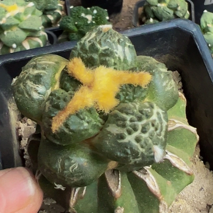 无花朵蛋尤连山牡丹973