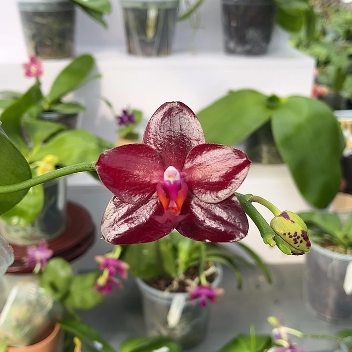 完全开放3.0寸杯弥陀太阳王