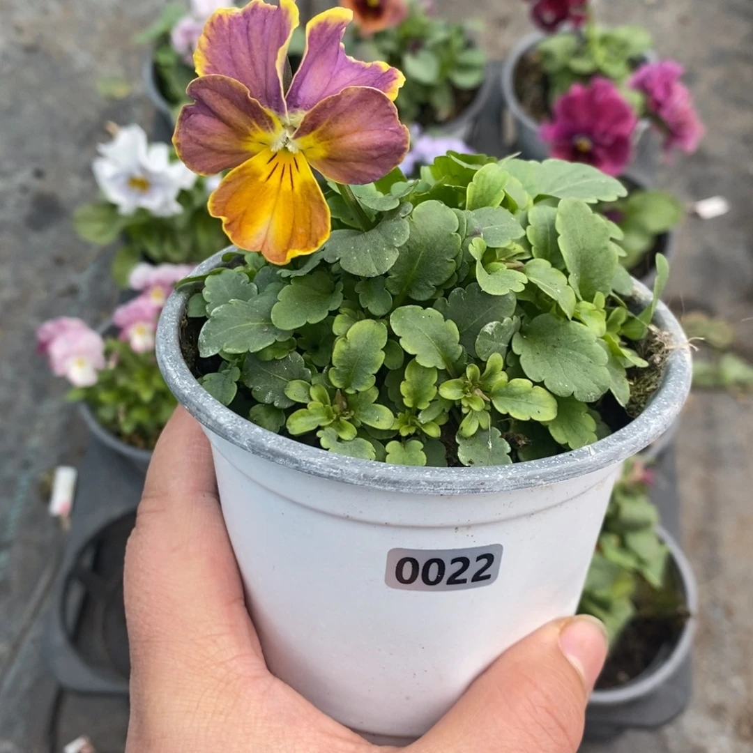 完全开放0022号  不售后