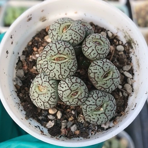 多肉肉锥 枝纹墨小锥