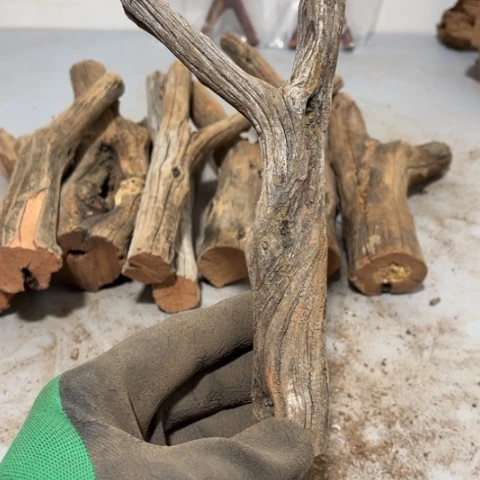 大果紫檀（缅甸花梨）老*鱼