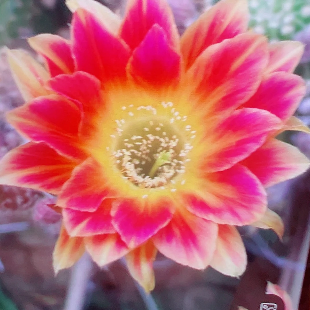 丽花 阳光姐妹 侧芽 满20包邮