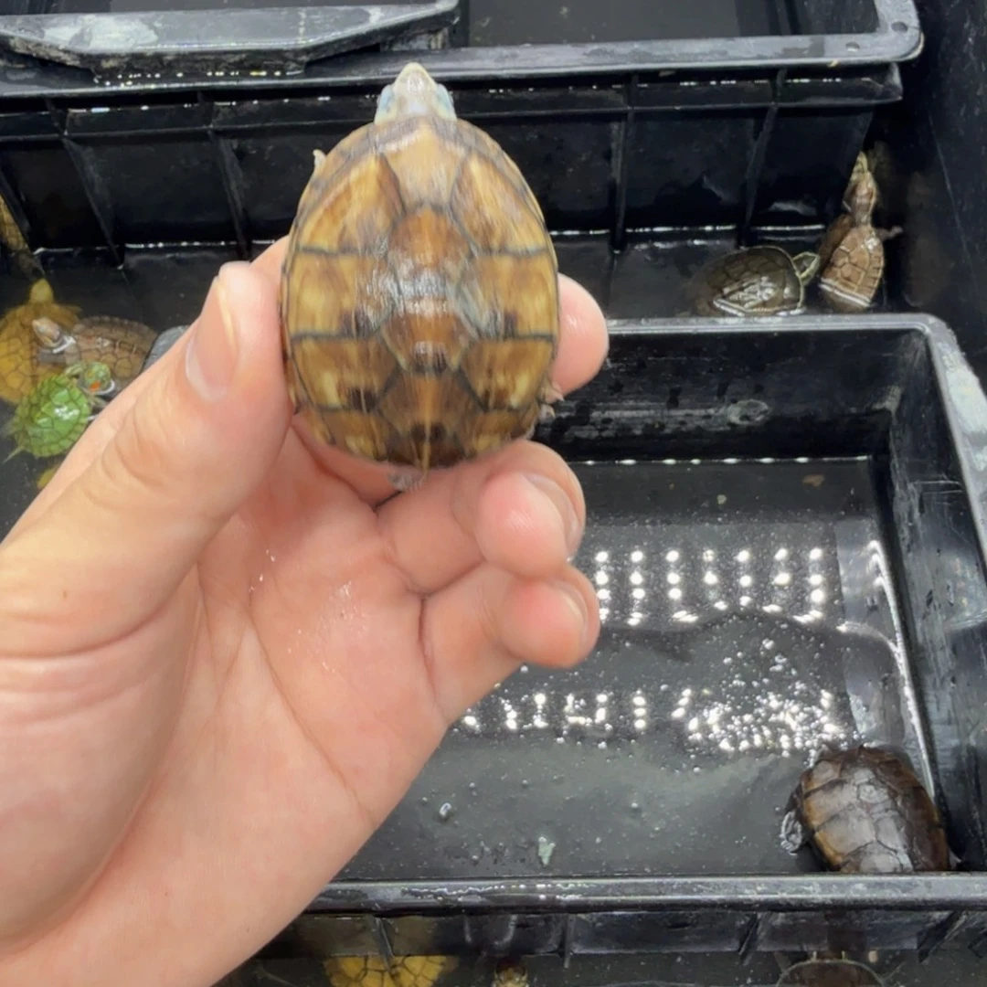 不分公母宠物龟果核